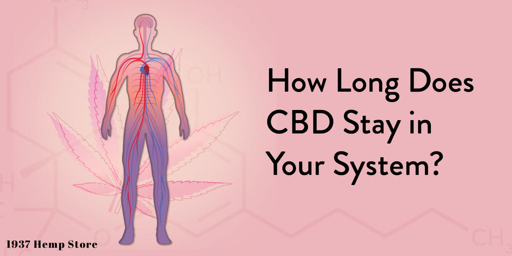 How long does CBD Stay in your system