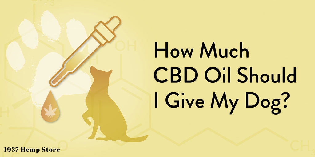 How much CBD Oil Should I give my Dog