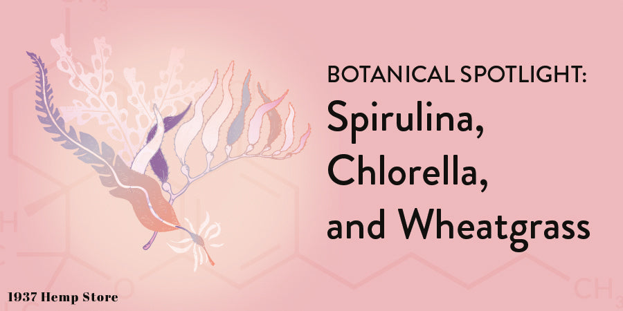 Spirulina, Chlorella, and Wheatgrass