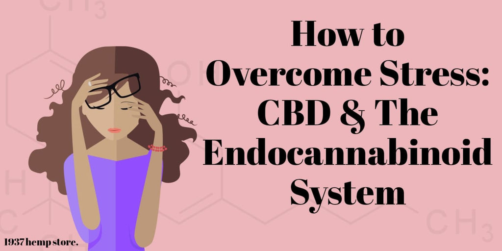 How to Overcome Stress: CBD & The Endocannabinoid System