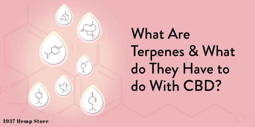 What Are Terpenes and What do They Have to do With CBD?