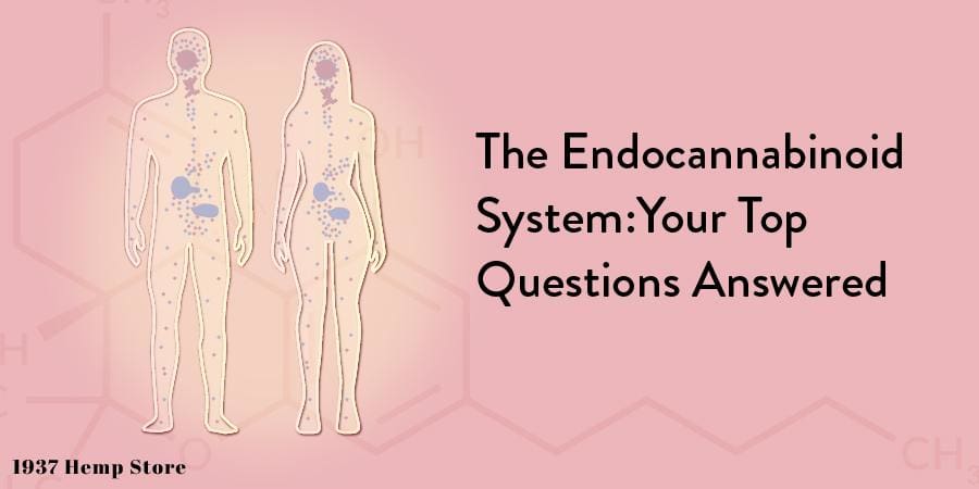 The Endocannabinoid System:  Your Top Questions Answered