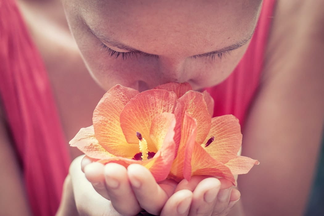 What Are Terpenes and What do They Have to do With CBD?