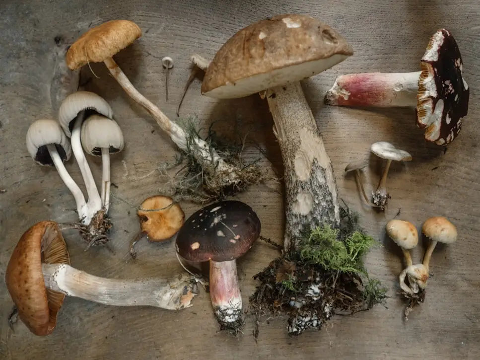 10 Medicinal Mushrooms + Dutch Cocoa + CBD = Best Hot Chocolate