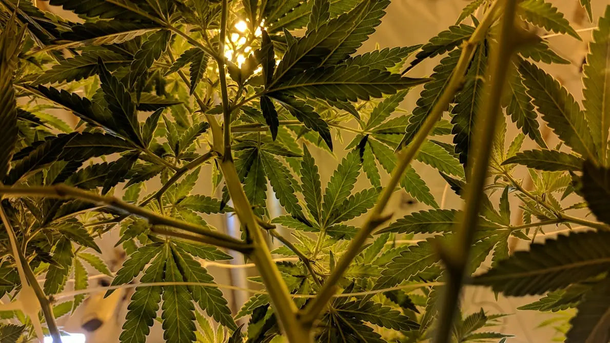 THC vs. CBD: Which One Gets You High?