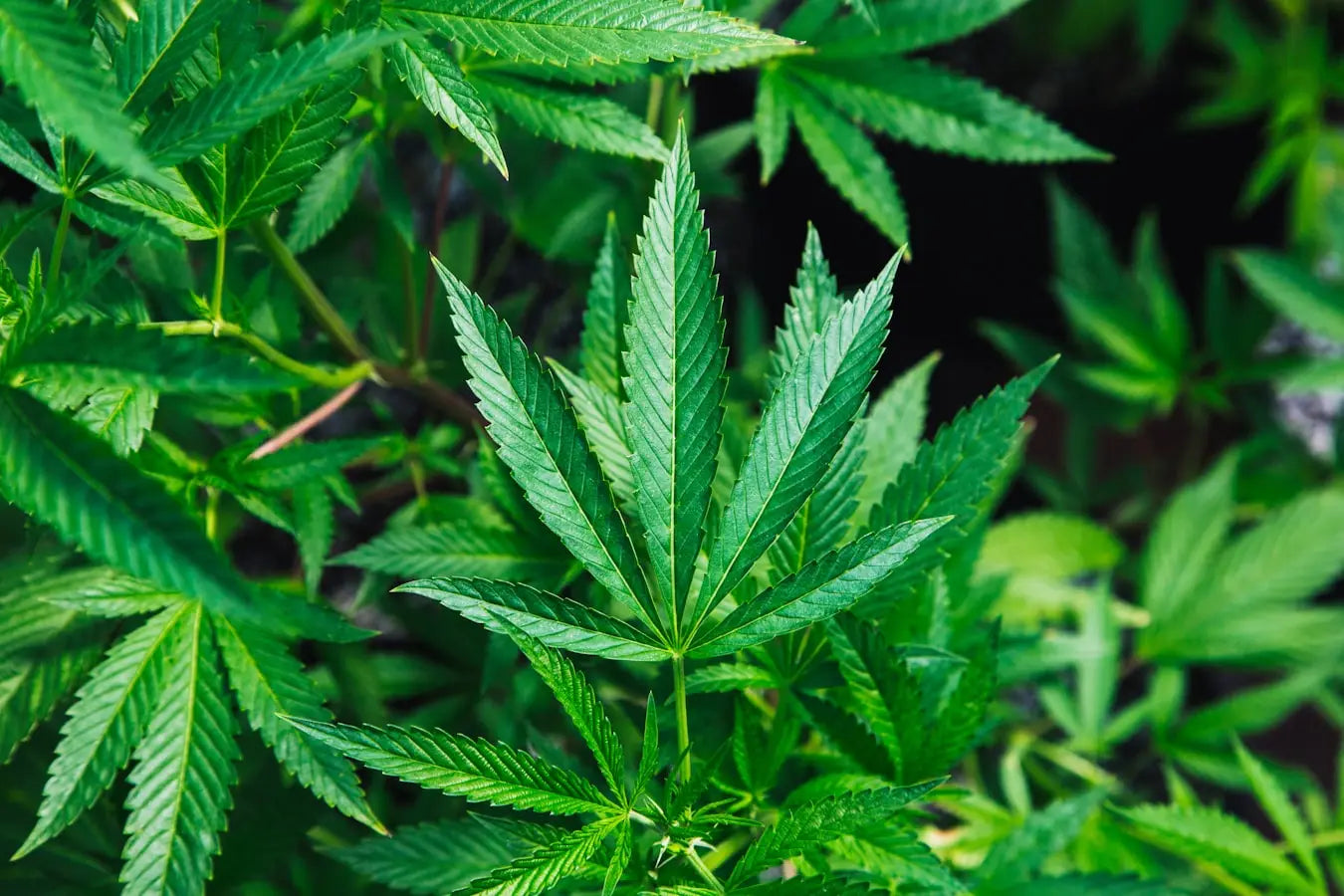 The ’Other’ Cannabinoids