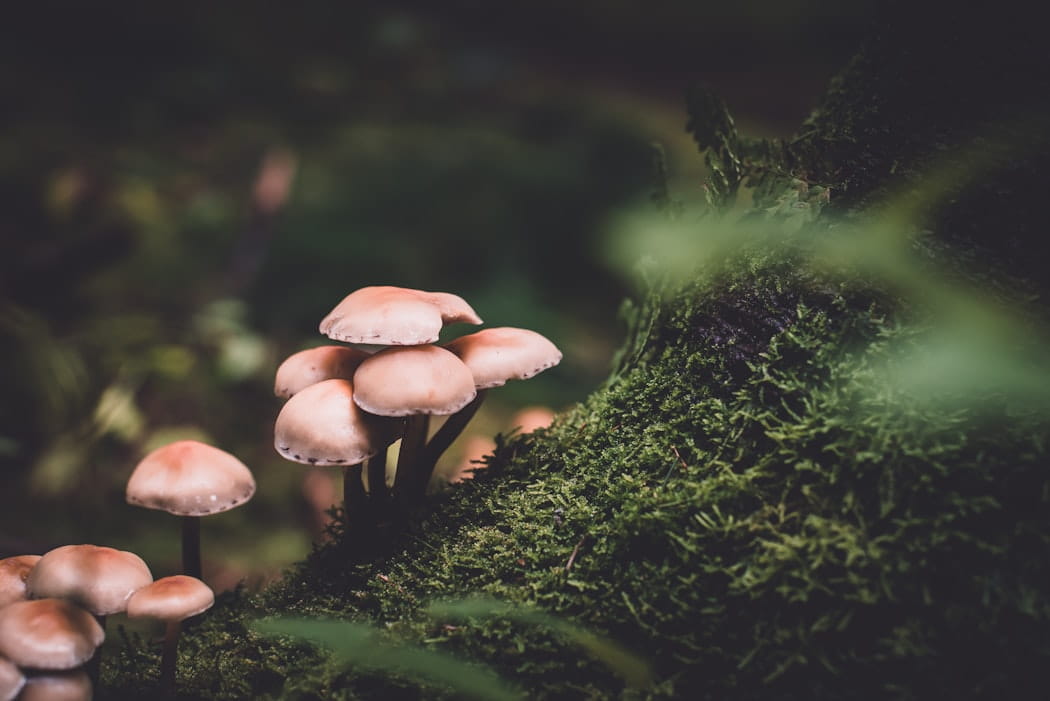 10 Medicinal Mushrooms + Dutch Cocoa + CBD = Best Hot Chocolate
