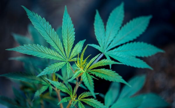 CBD for Schizophrenia