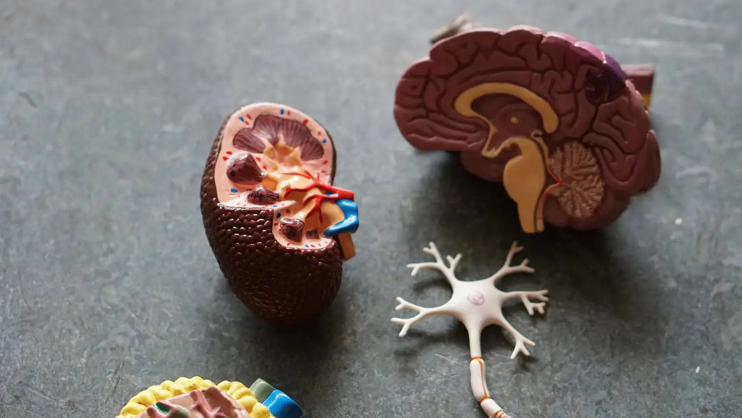 The Endocannabinoid System: Mind & Body Medicine
