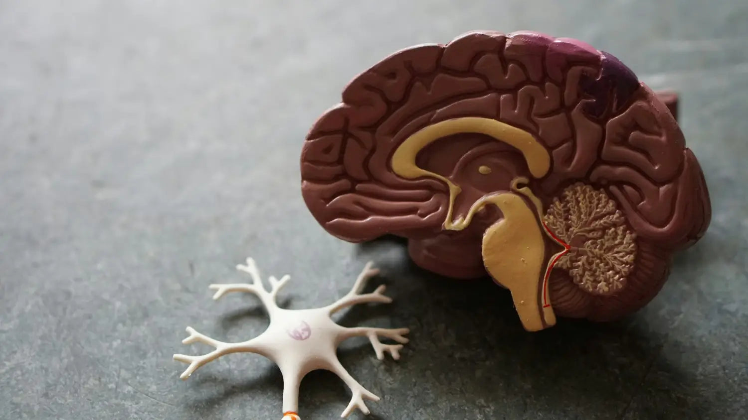 The Endocannabinoid System: Your Top Questions Answered