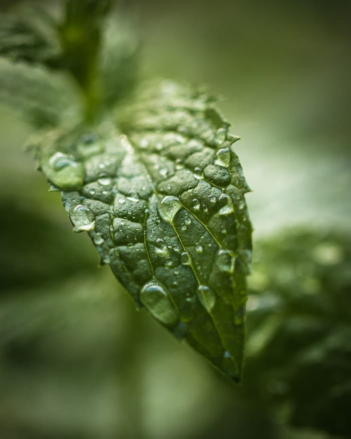 What Are Terpenes and What do They Have to do With CBD?