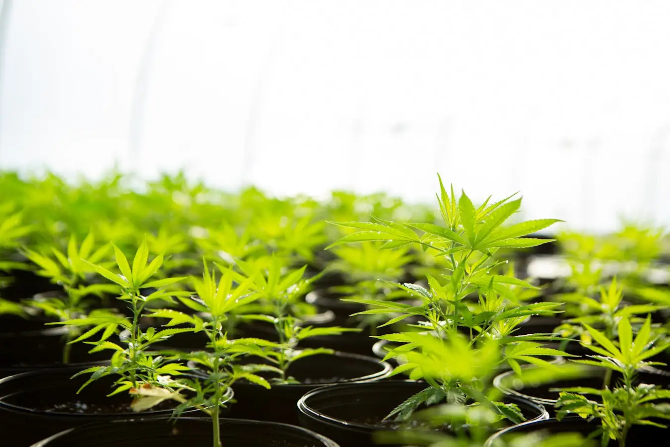 The ’Other’ Cannabinoids