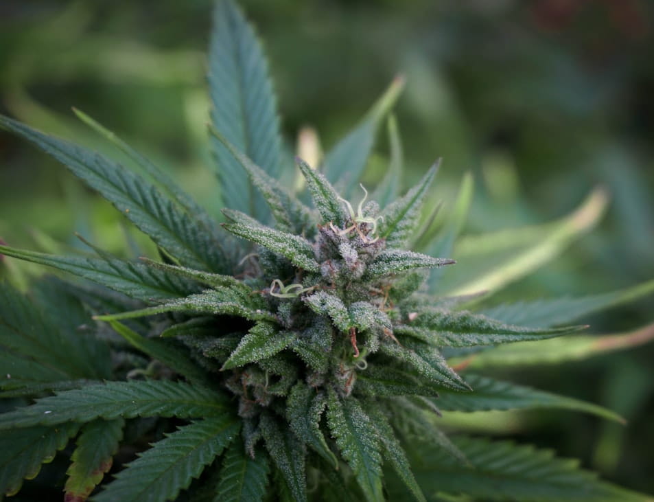 Is There a Difference Between CBD and Hemp?