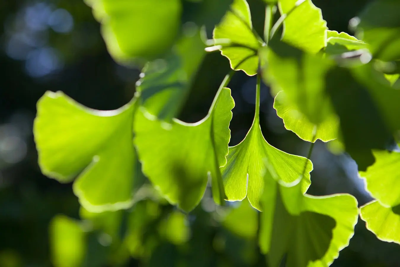 Botanicals for Health and Wellness
