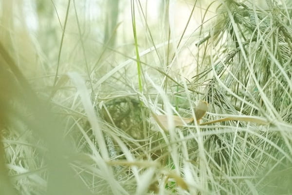 Botanical Spotlight: Spirulina Chlorella and Wheatgrass