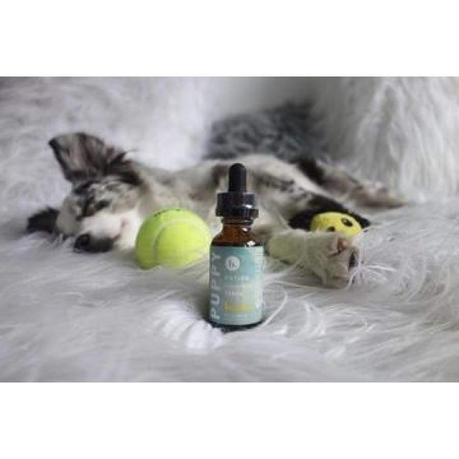 Buzzn | Puppy Potion CBD Oil (1oz 250mg) - CBD Pets